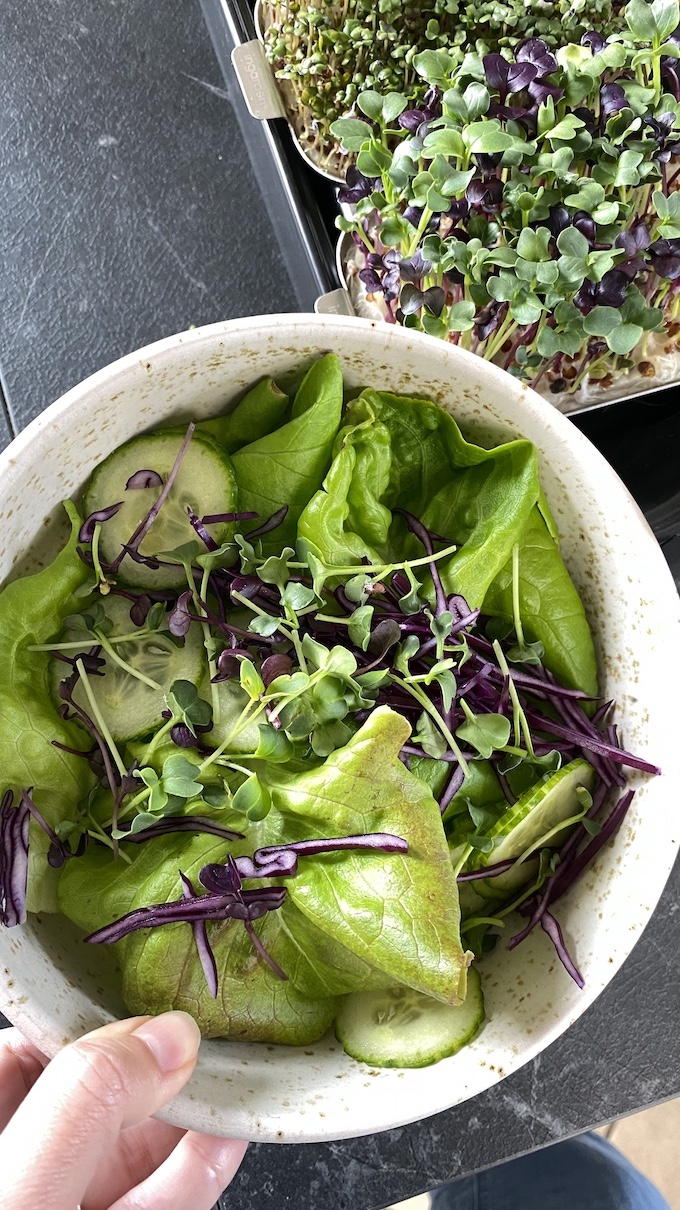 Microgreens auf Salat